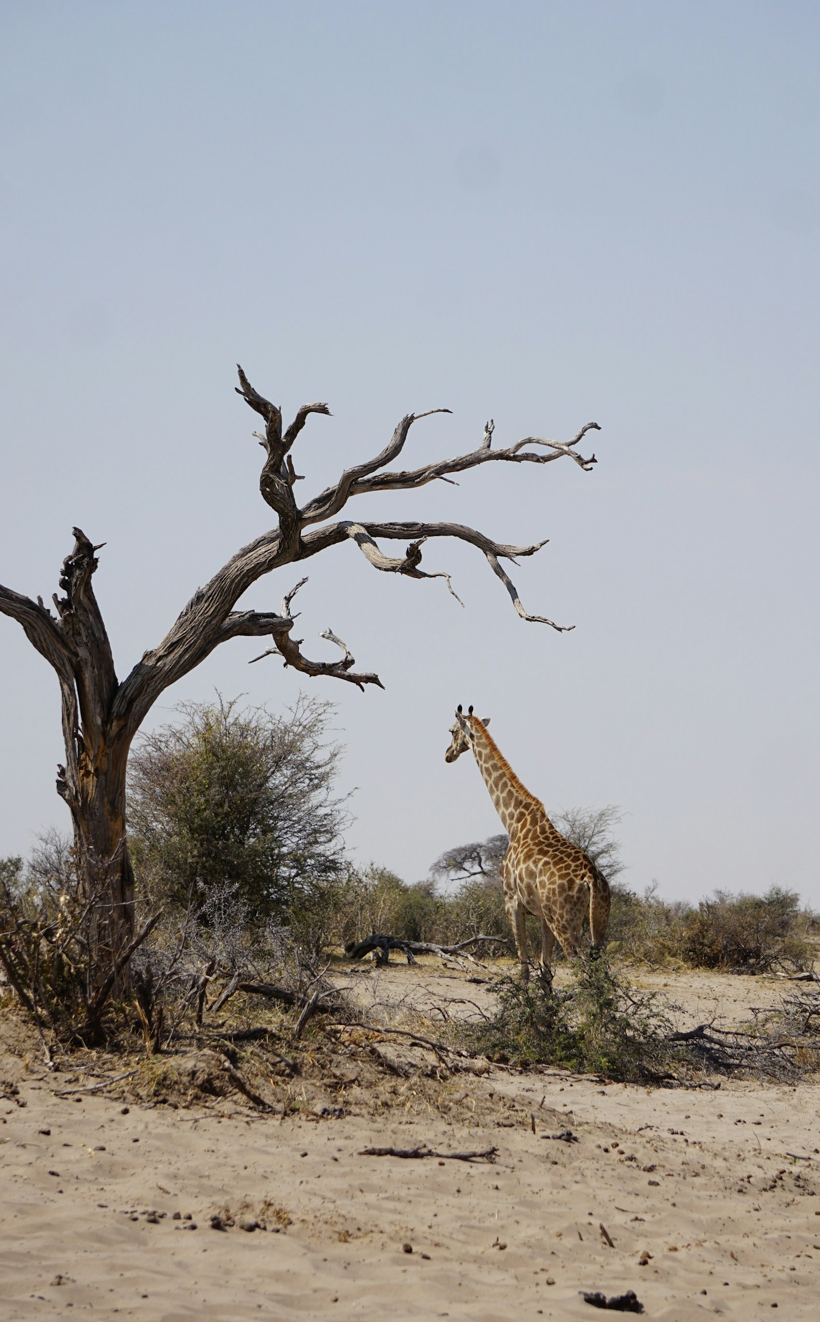 Safari Bandia — demi-journée — excursion 1/2 journée au Sénégal, L'Afrique sauvage en matinée